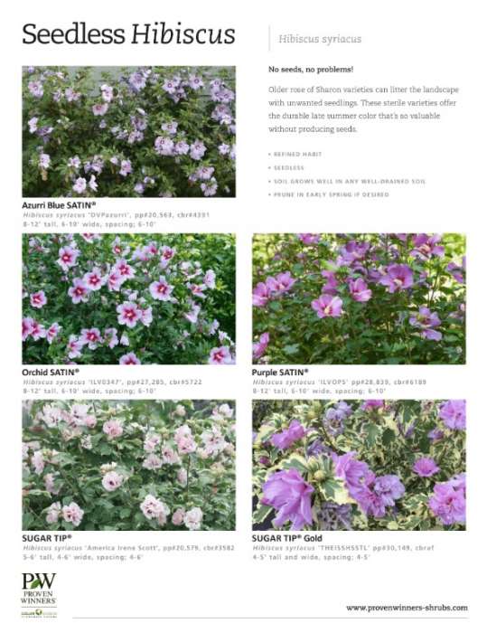 Preview of Seedless rose of Sharon spec sheet PDF