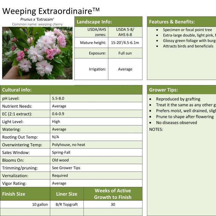 Preview of Weeping Extraordinaire Prunus Professional Grower Sheet PDF