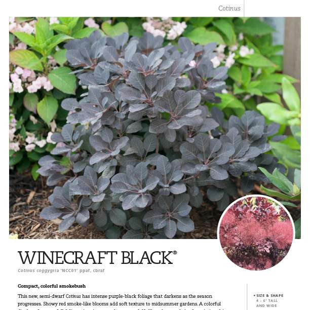 Preview of Winecraft Black® Cotinus spec sheet PDF